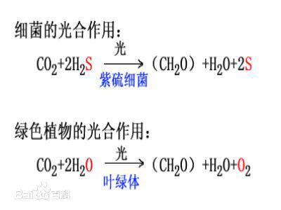 光合作用的反應(yīng)式 初一生物