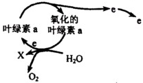 光合色素的紙層析實驗分析與推測