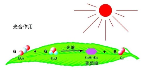 據說最美寢室里，都少不了它——光合作用